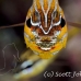 cardinalfish_wassinki_ni_h_0141_pal0258.jpg
